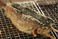 湖北とサカナを楽しむ3日間「さめがい探検マーケutf-8 湖北とサカナを楽しむ3日間「さめがい探検マーケutf-8