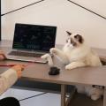 猫といっしょにPC作業できる「猫ハウスデスク」発売。