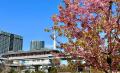 【東京ベイ有明ワシントンホテル】春色に染まる有明を