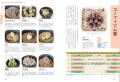 個性と魅力溢れる多肉植物の育て方を基本から丁寧に解