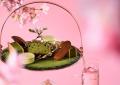【YOTEL東京銀座】桜と抹茶をテーマにした春のアフタ