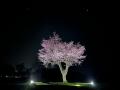 【函館大沼プリンスホテル】夜に見上げる1桜　ゴルフ