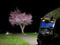 【函館大沼プリンスホテル】夜に見上げる1桜　ゴルフ