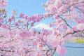 きらめく春、はじまる！5,000本の桜が咲き誇る御殿場