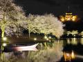 横浜・三溪園　「桜ライトアップ」開催