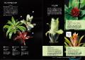 ブロメリアの見どころから育て方までを一挙伝授！『NH