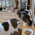 寄贈量は昨年の約3倍「ファミリ～にゃ～ト ペットフー