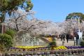 1,000本の桜が紡ぐ、春の幻想夜「日岡山公園」ぼんぼ