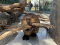水族館アトアに 『アメリカビーバー』 がもう1頭やっ