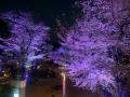 新宿中央公園の桜・夜桜ライトアップ