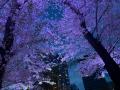 新宿中央公園の桜・夜桜ライトアップ