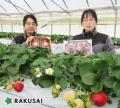 今季最後の産直いちご！北広島農場さんの『おいCベリ