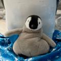 エンペラーペンギンのこどもが生後半年を迎えます！３