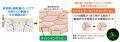 肌細胞の“隙間”をなくす「トリセルラータイトジャンク