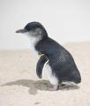 “世界一小さなペンギン”が2年ぶりに繁殖 「フェアリー