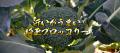 いよいよ2026年4月、ブロッコリーが52年ぶりの「指 いよいよ2026年4月、ブロッコリーが52年ぶりの「指