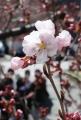 北上する桜前線を追いかけます！　桜の便りは信濃毎日
