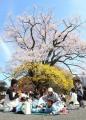 北上する桜前線を追いかけます！　桜の便りは信濃毎日