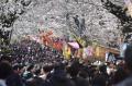 千葉県松戸市で開催される『第52回常盤平さくらまつり 千葉県松戸市で開催される『第52回常盤平さくらまつり