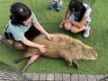 【4月18日・19日開催】メリケンパークに“小さな動物園