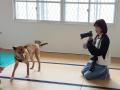 アンバサダーの伍代夏子氏が保護犬育成プログラムが実