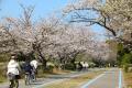 サクラ開花【国営海の中道海浜公園】