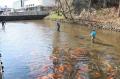 【岐阜県飛騨市】「おかえり、1,000匹の鯉たち！」飛