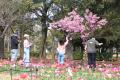 チューリップ見頃【国営海の中道海浜公園】