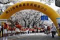 「第５３回 相模原市民桜まつり」を ４月４日（土）５