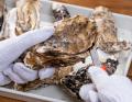 “自分で選べる”生牡蠣のお取り寄せ「オイスター・チョ