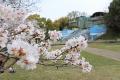 春本番　高槻市内の桜が見頃
