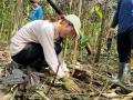 学生ボランティアがボルネオで累計2万5千本の植林を達 学生ボランティアがボルネオで累計2万5千本の植林を達