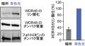 【名城大学】植物が青色光でデンプンを分解し気utf-8
