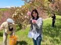 桜の新しい楽しみ方を提案！～花摘み体験と塩漬けづく