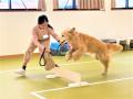 【こどもの休日の過ごし方】１人１頭！救助犬トレーナ