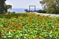 春本番！ 華やかな季節が到来したフラワーガーデンに
