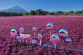 富士山麓をピンクに染める絶景花イベント「2026富士芝 富士山麓をピンクに染める絶景花イベント「2026富士芝