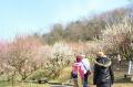 コタツに入ってぬくぬく梅見物!梅コタ2024開催 コタツに入ってぬくぬく梅見物!梅コタ2024開催