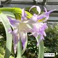 開花しました!珍しい花、ブルーアマリリス 開花しました!珍しい花、ブルーアマリリス