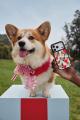 【CASETiFY】愛するペットの写真を自由にデザイン!CA 【CASETiFY】愛するペットの写真を自由にデザイン!CA