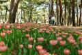 チューリップまもなく見頃です（国営ひたち海浜公園）