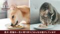 安心して愛猫にあげてほしいから。食塩不使用、100％