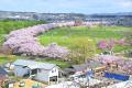 北上展勝地さくらまつり実行委員会・タイムズ２４　岩