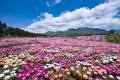 標高８５０ｍ「春の祭典」くじゅう花公園スプリングフ
