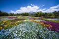 標高８５０ｍ「春の祭典」くじゅう花公園スプリングフ