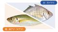 さかなドリーム、世界初の養殖魚「夢あじ」と天然の最 さかなドリーム、世界初の養殖魚「夢あじ」と天然の最