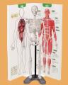 つくって・はって・動かして　人体骨格模型で体のしく