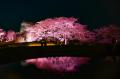 夜桜ライトアップ『みちのく花明かり』開催中（国営み