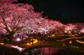 夜桜ライトアップ『みちのく花明かり』開催中（国営み
