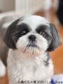 ぶひ可愛い♪パグ・シーズーなど「鼻ぺちゃ犬」作utf-8